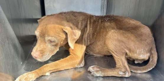 My Sisters’ Charities Recent Stories of Rescue & Hope