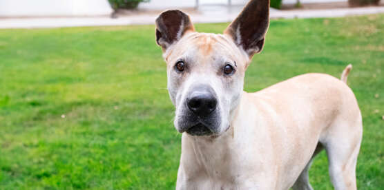 Free Spay/Neuter Available to Large Dogs and Puppies in Qualified Zip Codes During October!